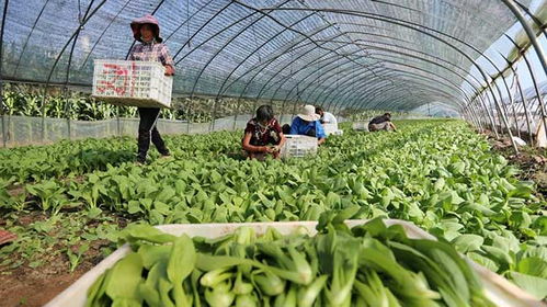中国网新闻中心 传递中国价值
